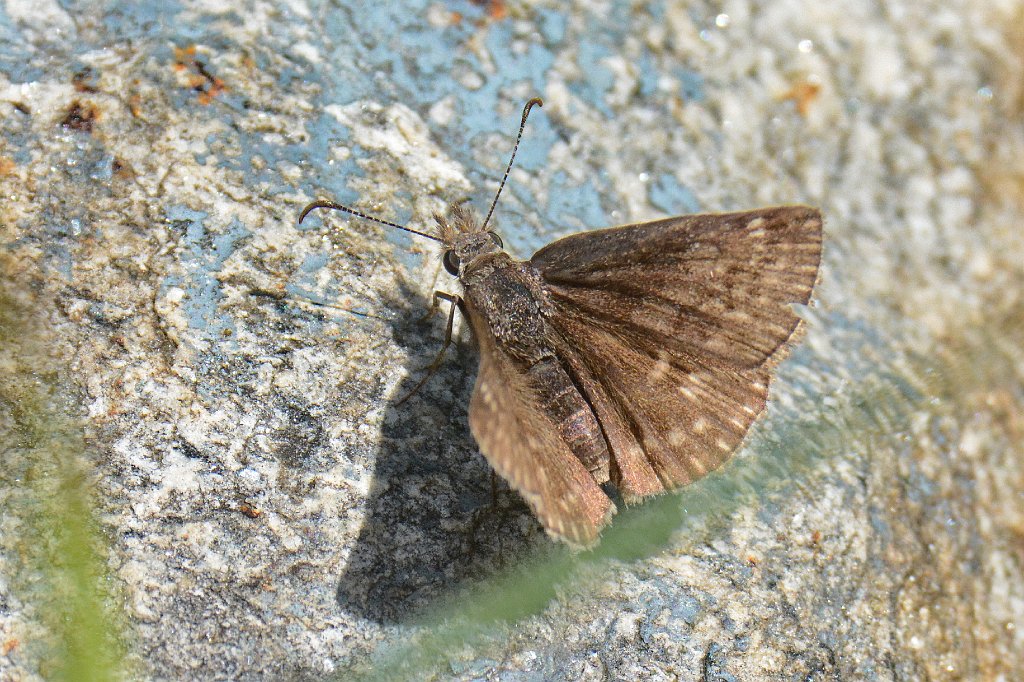 056 2015-06242741 Broad Meadow Brook, MA.JPG - Dreamy Duskywing (Erynnis icelus). Skipper. Butterfly. Broad Meadow Brook Wildlife Sanctuary, MA, 6-24-2015